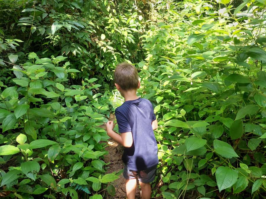 From Phuket: Guided Rainforest Hike with Lunch - Who should book this Phuket hike?