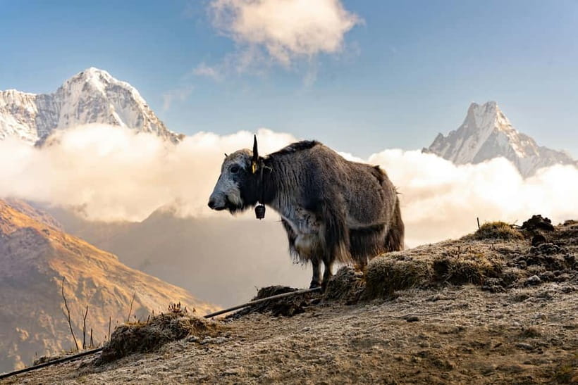 From Pokhara: 4-Day Mardi Himal Base Camp Trek - Who should book this trek?