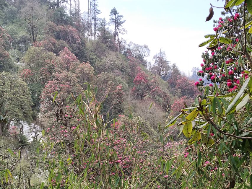 From Pokhara: Budget 2 Night 3 days Poon hill trek - Should you book it?