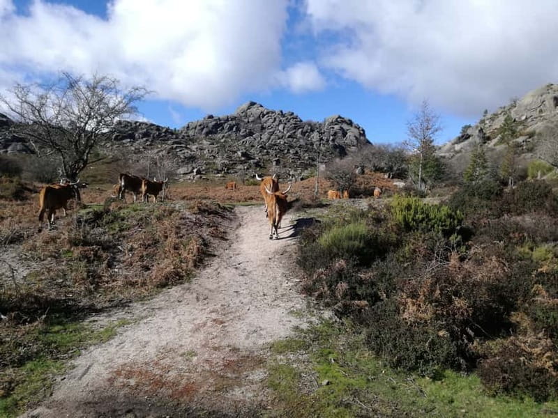 From Porto: Hike & Swim in Gerês National Park - The 105-minute drive into the park