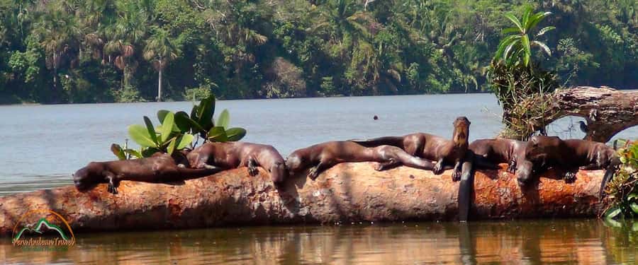 From Puerto Maldonado | Jungle hike + Sandoval Lake | - Key details before you book