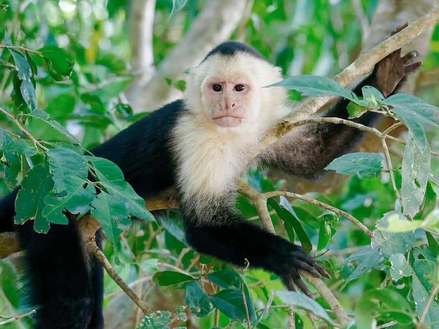 From Puerto Maldonado | Jungle hike + Sandoval Lake | - Hiking three kilometers through the Amazon