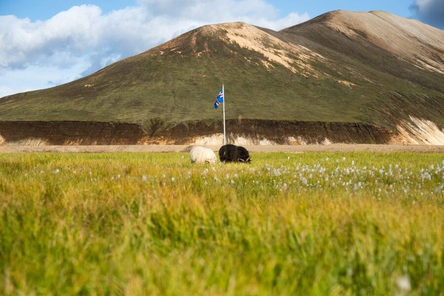 From Reykjavík: Landmannalaugar Day Hike - Is the $214 price fair?