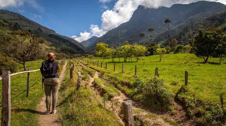 From Salento: Cocora Valley Hiking Tour with Lunch - Learning why the wax palm matters