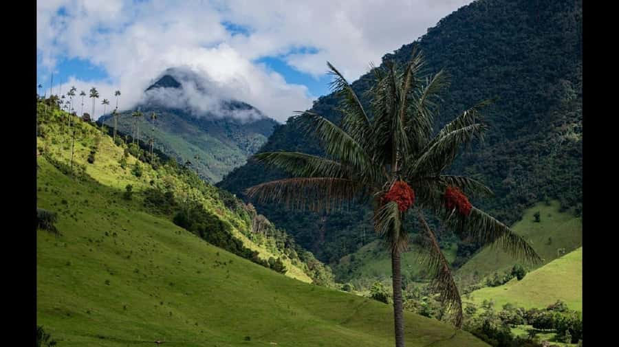 From Salento: Cocora Valley Hiking Tour with Lunch - Three hours on the Cocora Valley trails