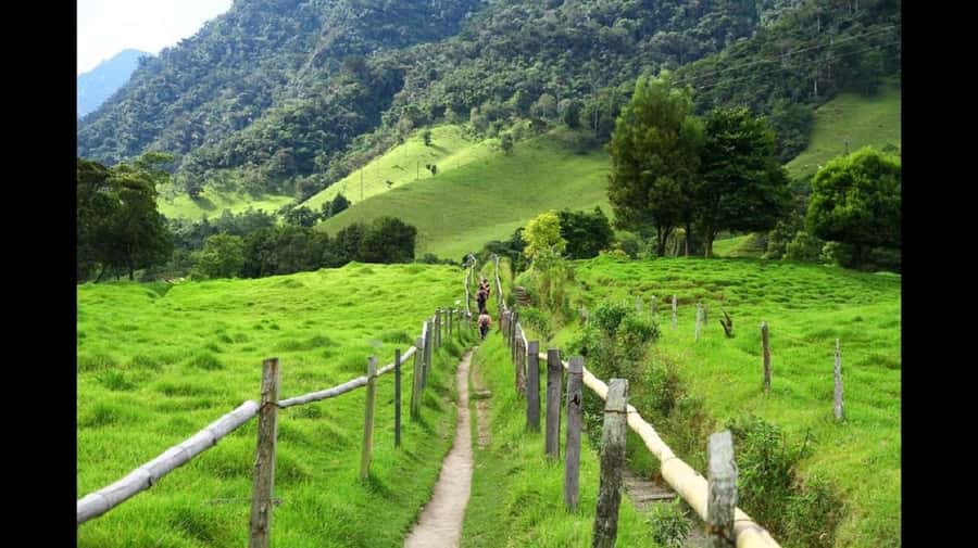 From Salento: Cocora Valley Hiking Tour with Lunch - Riding a classic Willys Jeep to the valley