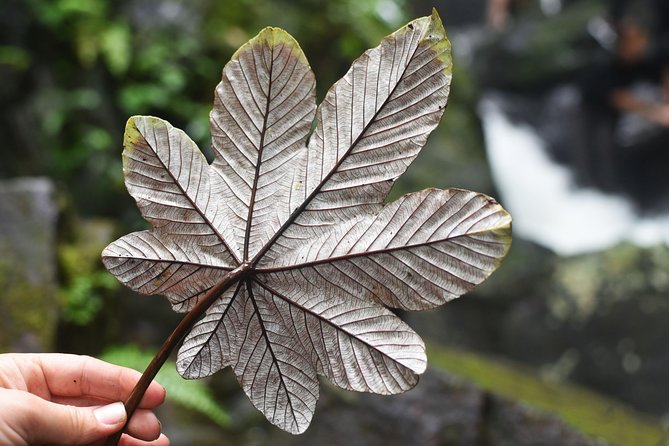 From San Juan: El Yunque Rainforest Hiking Adventure - The early pickup and long ride from San Juan