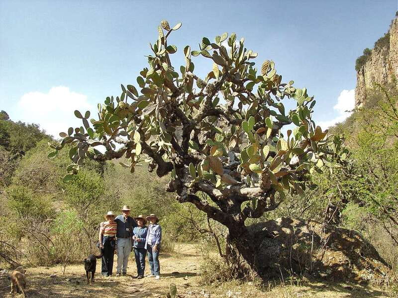 From San Miguel de Allende: Hiking in the Canyon with Lunch - Federico, Mauricio, and the value of a local guide
