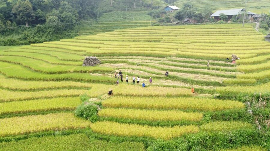 From Sapa: Terrace Fields and Local Villages Trek with Lunch - Who should book this trek?