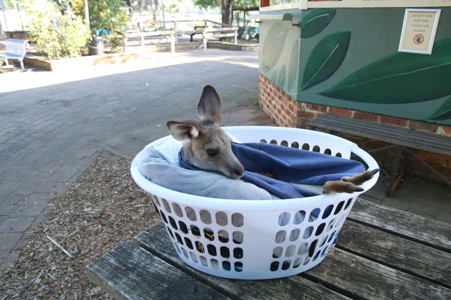 From Sydney: Blue Mountains Small-Group Tour Picnic & Hike - The Botanic Garden adds a quieter final stop