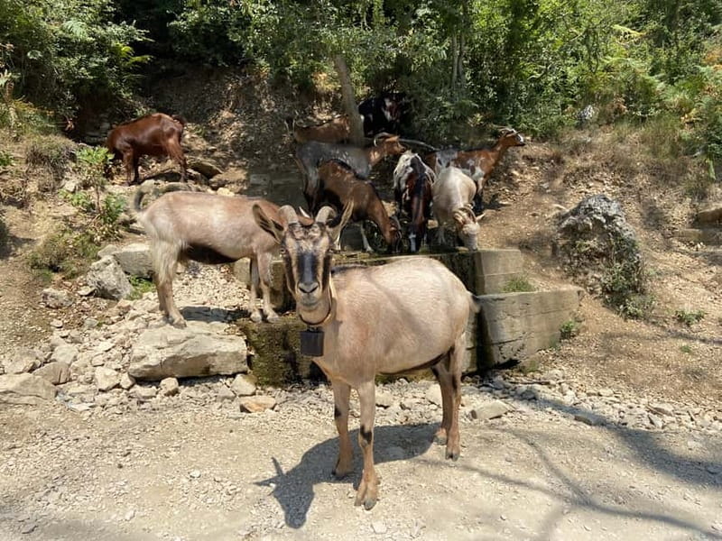 FROM TIRANA: Bovilla Lake & Gamti Mountain Hiking Trip - Bovilla Canyon is a brief but worthwhile first stop