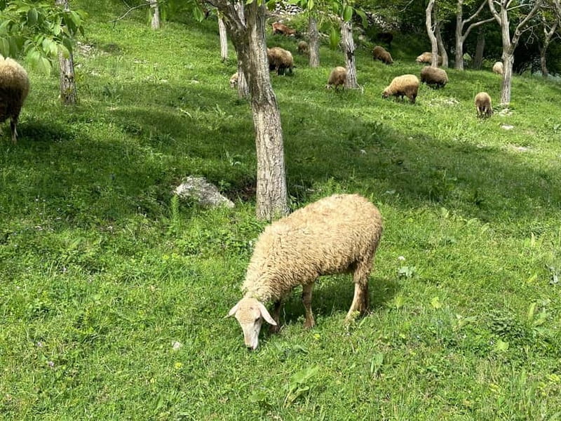From Tirana: Bovilla Lake & Gamti Mountain Viewpoint Hike - The drive from Tirana and the useful market stop