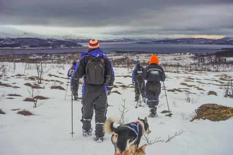 From Tromsø: Guided Husky Snowshoe Hike and Husky Camp Visit - From Tromsø to the husky camp