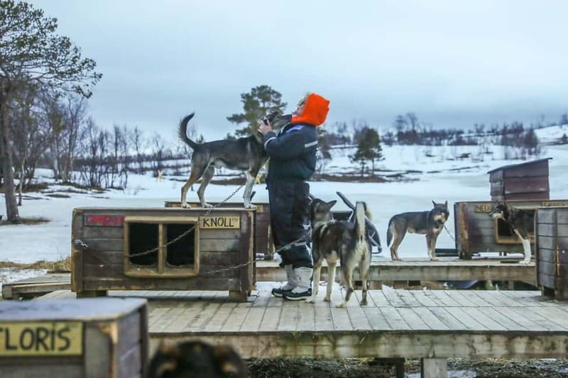From Tromsø: Guided Husky Snowshoe Hike and Husky Camp Visit - Should you book it?