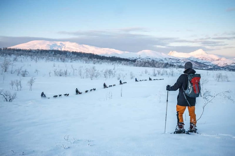 From Tromsø: Guided Husky Snowshoe Hike and Husky Camp Visit - Walking with huskies through the snow