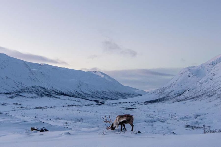 From Tromsø: Snowshoe Hike with Local Guides - Henrik, local stories, and the personal feel