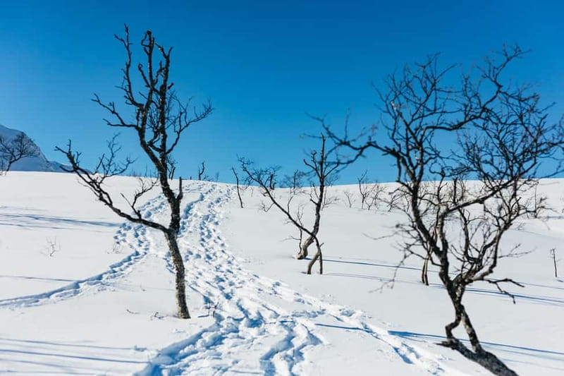 From Tromsø: Snowshoeing Hike with Picnic Lunch and Photos - A picnic with sandwiches and hot drinks