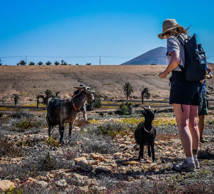 Fuerteventura: Guided Trekking Tour with Island Goats - Five goats, one unusual Fuerteventura walk