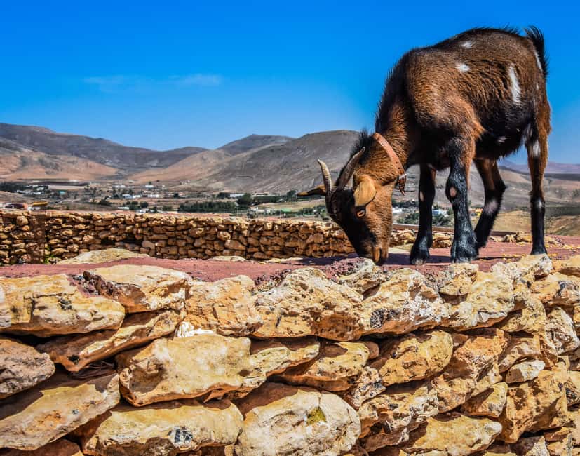 Fuerteventura: Guided Trekking Tour with Island Goats - Meeting the goats and choosing your pace