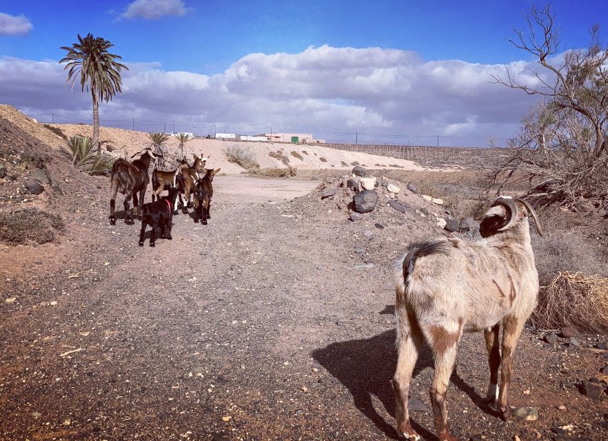 Fuerteventura: Guided Trekking Tour with Island Goats - The best part may be the snack