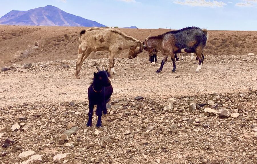 Fuerteventura: Guided Trekking Tour with Island Goats - What the $80 price really covers