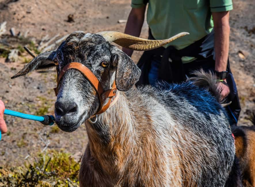 Fuerteventura: Guided Trekking Tour with Island Goats - Who should book this goat trek