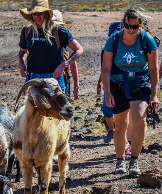 Fuerteventura: Guided Trekking Tour with Island Goats - Is the Fuerteventura goat trek worth booking?