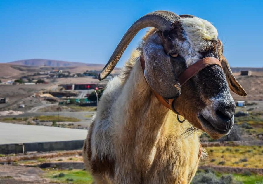 Fuerteventura: Guided Trekking Tour with Island Goats - From the south coast to the farm
