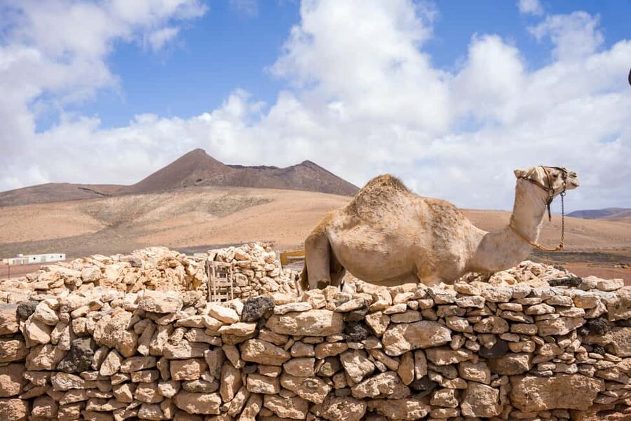 Fuerteventura: volcanic hike to the crater edge - Practical preparation for Gayria Volcano