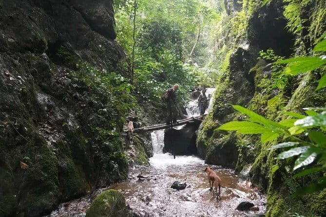 Full Day Doi Saket Hiking Tour - The morning climb through old forest