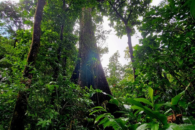 Full Day Hike Tour from Dominica - The trail through Morne Trois Pitons National Park