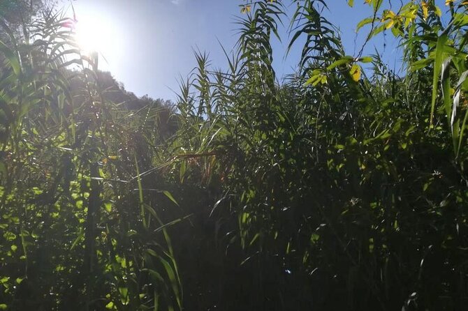 Full day Hiking and Waterfalls Experience - Why this part of Gran Canaria feels so different