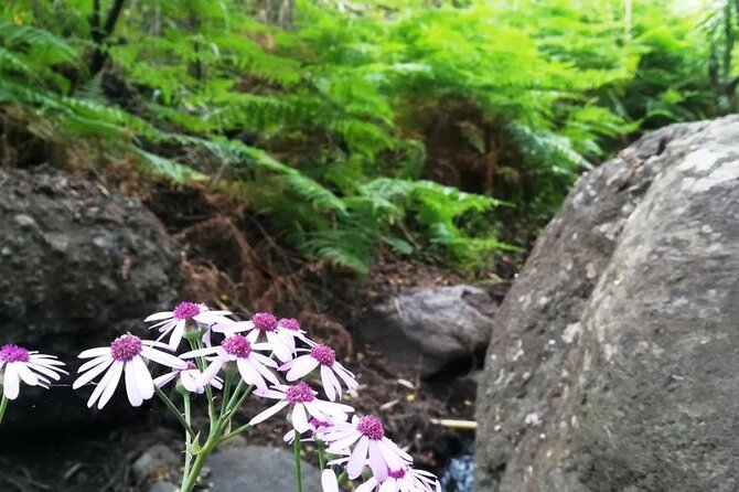 Full day Hiking and Waterfalls Experience - Weather, clothing, and the uncomfortable bits