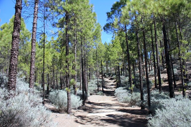 Full day Hiking Gran Canaria Peaks of Gran Canaria - Pine forest, open summits, and the best views