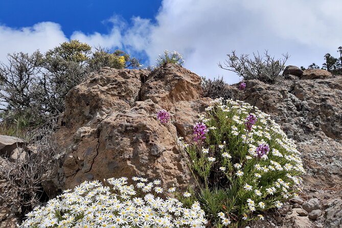 Full day Hiking Gran Canaria Peaks of Gran Canaria - Who should book this mountain day?