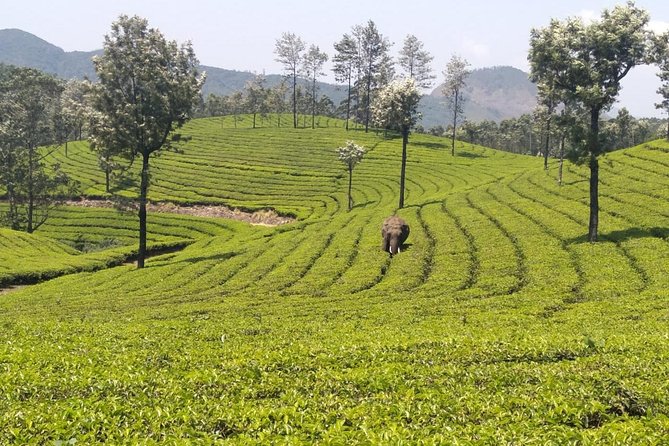 Full day in hiking in Munnar (By Munnar Info) - Lekshmi Hills and the Pothamedu summit