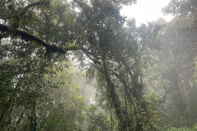 Full Day Private Hiking Tour to Kilimanjaro Mountain - Walking through Kilimanjaro’s rainforest