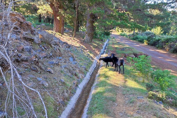 Gastro hike (Private Tour) - Poncha at the End of the Trail