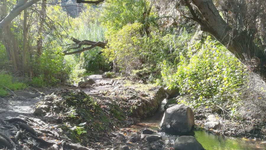 Gran Canaria: "Magic Waterfalls" Hiking Tour - Four hours among waterfalls and island plants