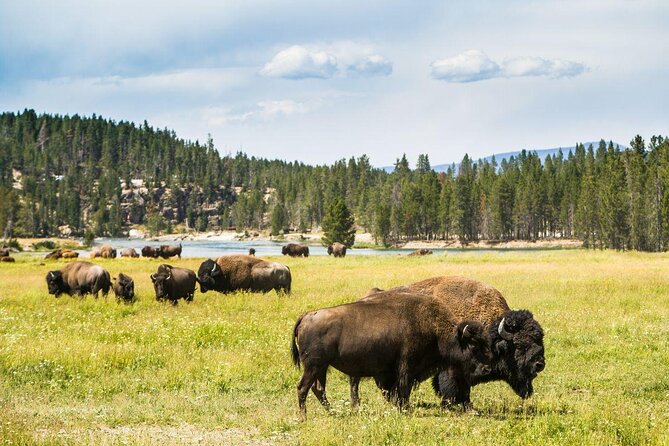 Grand Canyon of the Yellowstone Rim and Loop Hike with Lunch - Key points at a glance