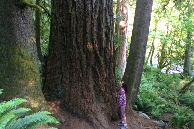 Guided forest hike to Seattle waterfalls incl. Snoqualmie Falls - What makes Twin Falls worth the effort
