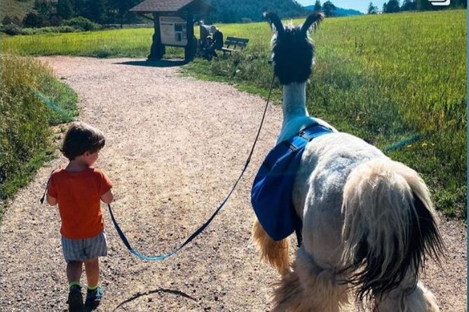 Guided Llama Hike in the Rocky Mountains - Why a llama makes this three-mile hike different