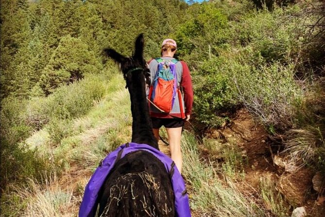 Guided Llama Hike in the Rocky Mountains - Meeting Elvis and Triby before the trail