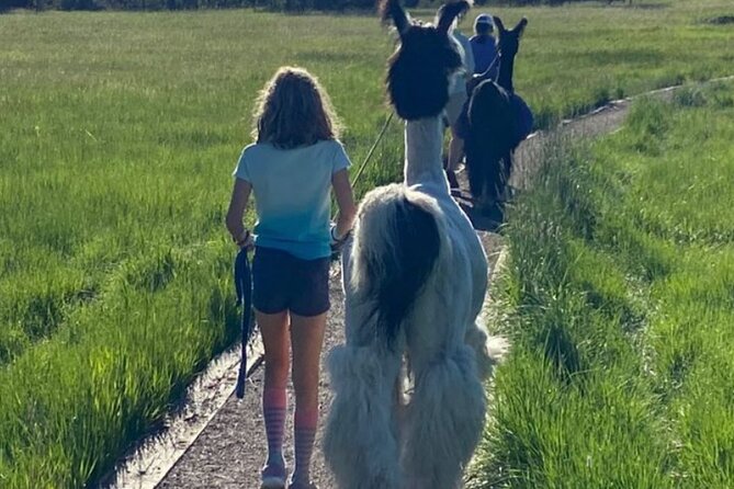 Guided Llama Hike in the Rocky Mountains - The route, effort, and pace