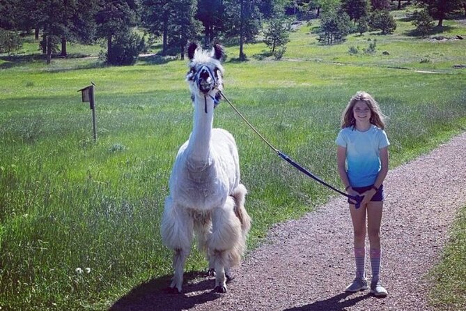 Guided Llama Hike in the Rocky Mountains - Why the private format matters
