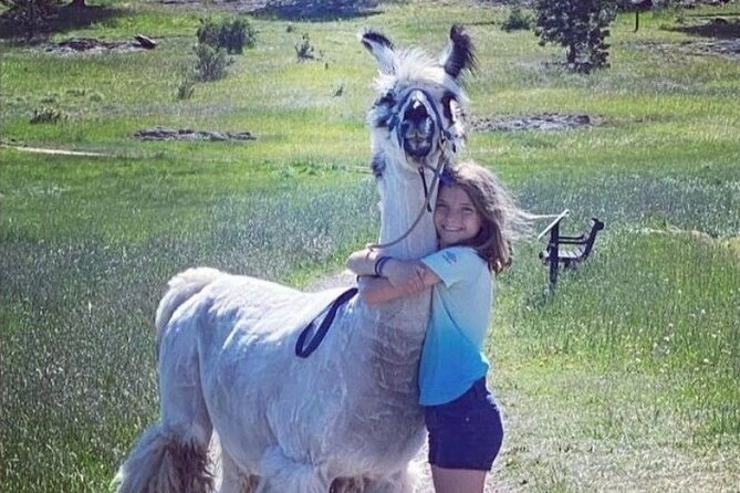 Guided Llama Hike in the Rocky Mountains - Best fit for families, couples, and curious hikers