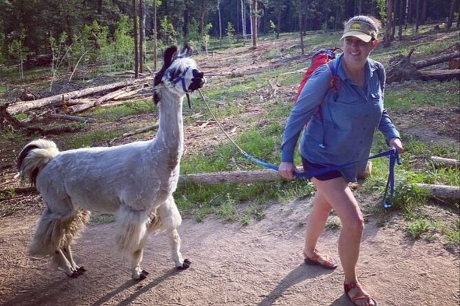 Guided Llama Hike in the Rocky Mountains - Booking details and cancellation terms