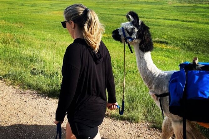 Guided Llama Hike in the Rocky Mountains - Should you book the llama hike?
