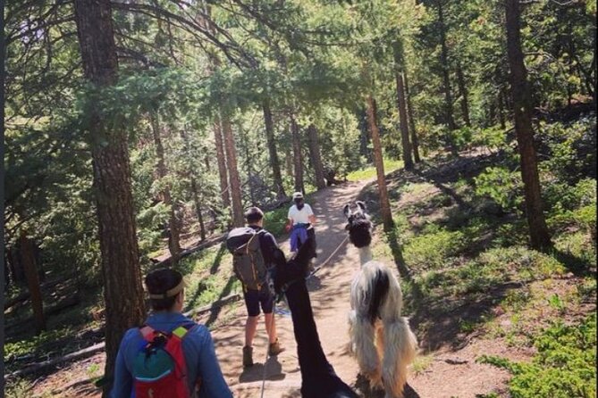 Guided Llama Hike in the Rocky Mountains - A nature walk with local stories