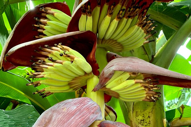 Half-Day Guided Hike to Afareaitu Waterfall - The fruit tasting beside the river